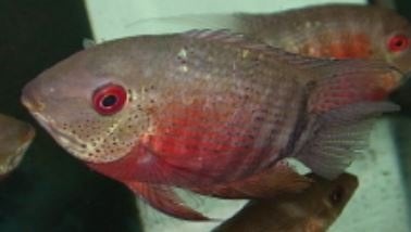 Zuid Amerikaanse Cichliden: Heros sp. liberifer, Dieren en Toebehoren, Vis, Zoetwatervis