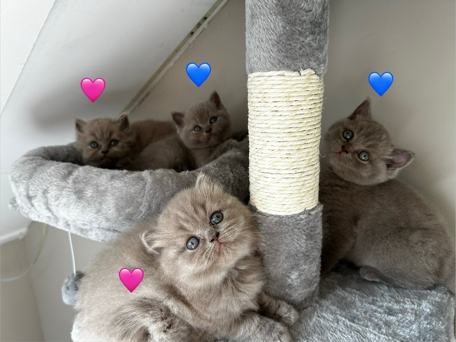 Prachtige Britse Korthaar kittens - allen gereserveerd, Dieren en Toebehoren, Meerdere dieren, Ontwormd, 0 tot 2 jaar