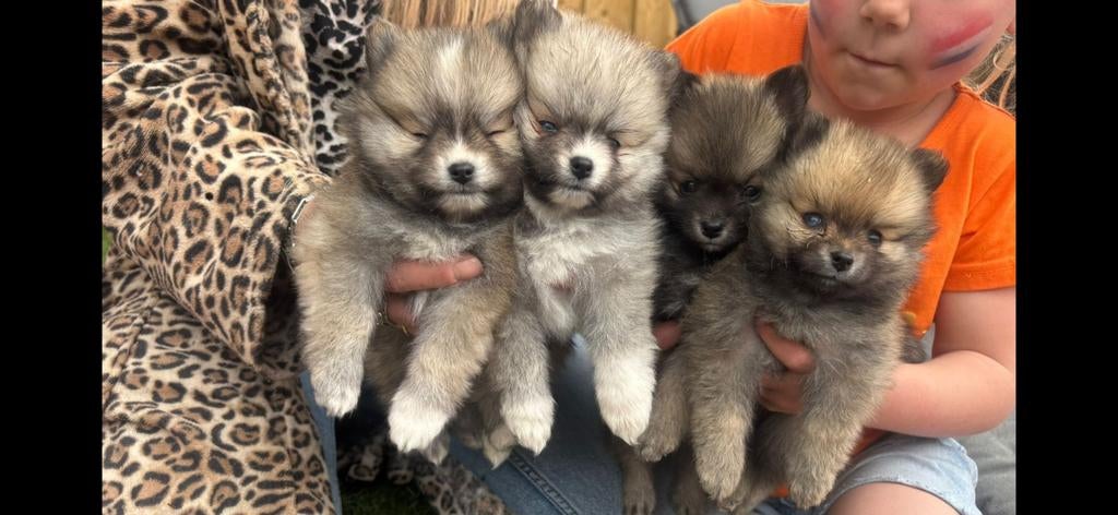 4 Prachtige pomski/pomeriaan pups, Dieren en Toebehoren, 8 tot 15 weken, Meerdere, Meerdere dieren, Nederland