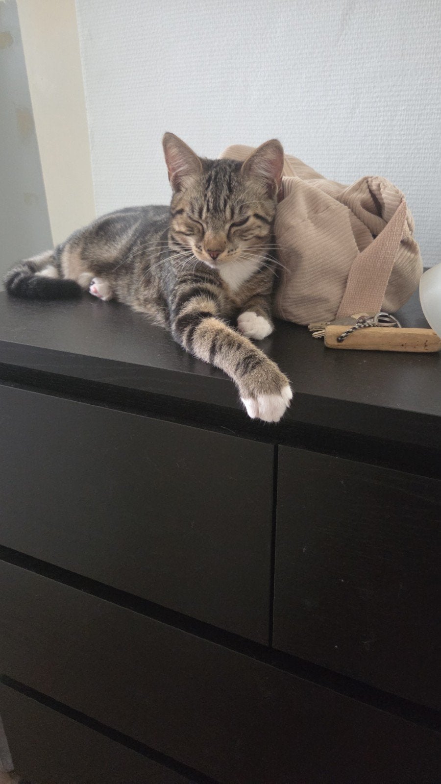 Katertje zoekt forever home, Kater