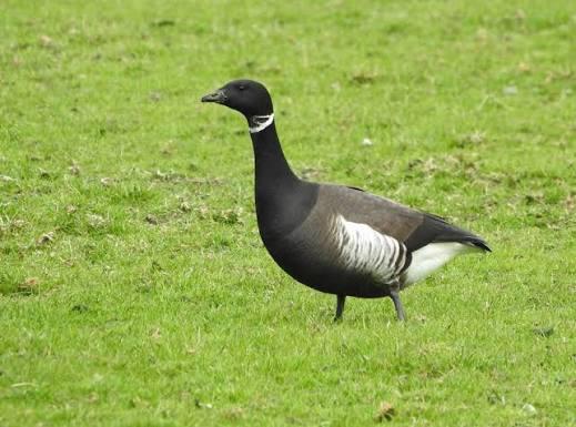 Gezocht rotgans, Vrouwelijk, Gans of Zwaan