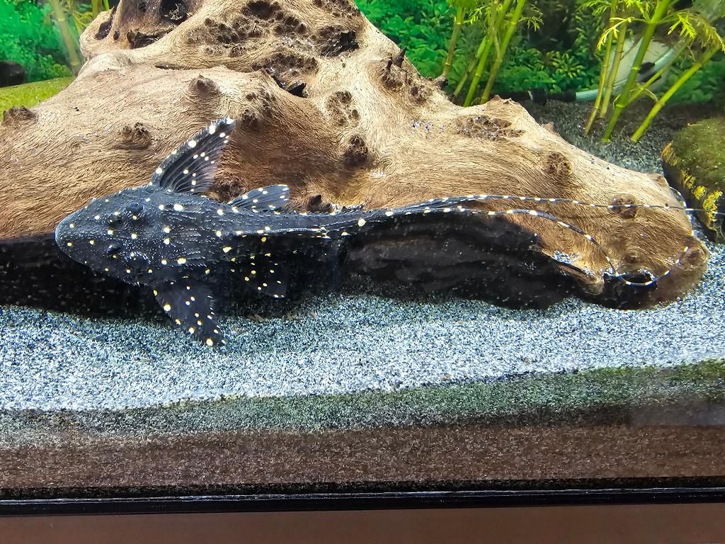% Adonis Spotted Pleco (Acanthicus adonis) algeneter, Vis, Zoetwatervis