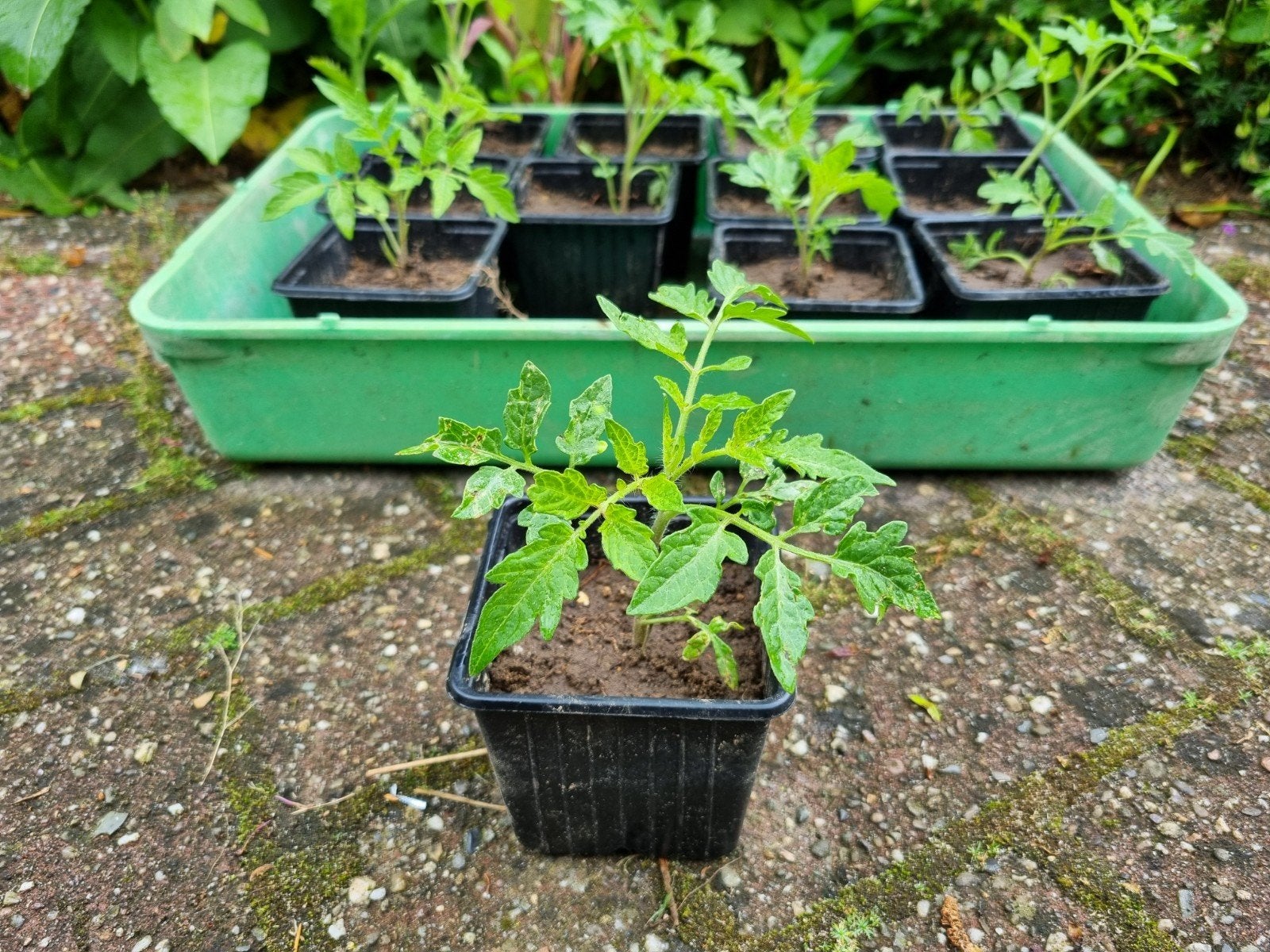 Tomatenplanten heerlijk zoet, middelgrote tomaten, Ophalen