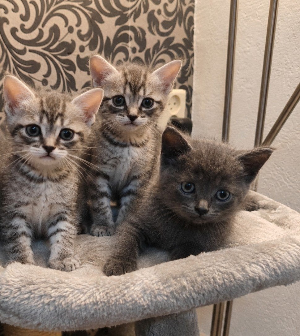 Britse Korthaar kittens, Dieren en Toebehoren, Meerdere dieren