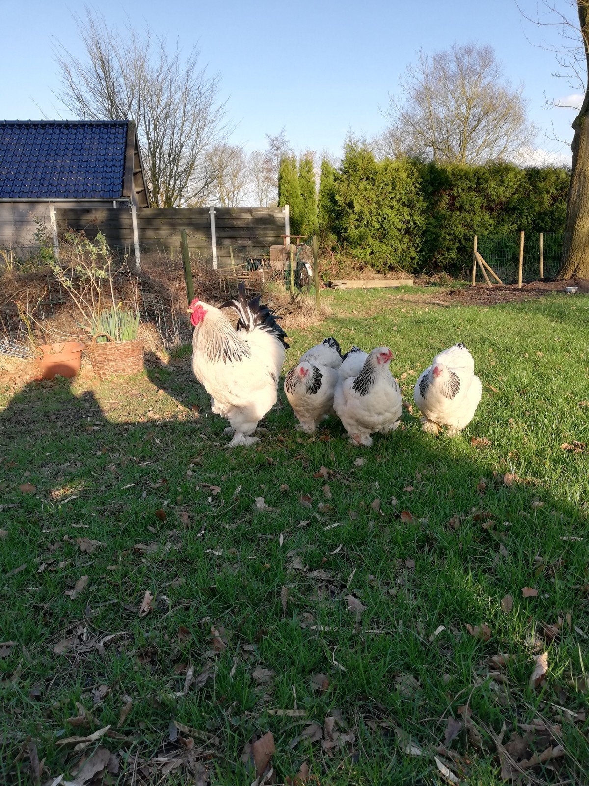 (eendags)kuikens brahma zwartwit columbia groot, Dieren en Toebehoren, Pluimvee, Meerdere dieren, Kip