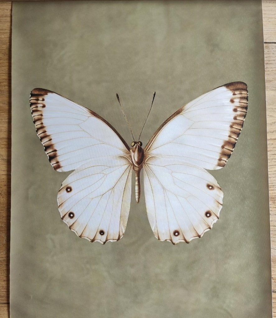 Vlinder - ArtPrint op Canvasdoek, Antiek en Kunst, Verzenden
