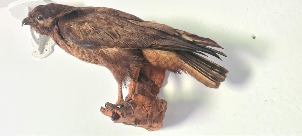 Opgezette roofvogel, Verzamelen, Dierenverzamelingen, Ophalen, Vogel, Opgezet dier