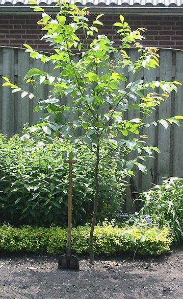 Mooi Walnotenboompje ~ Notenboompje - biologisch voedselbos, Tuin en Terras, Planten | Bomen, Halfschaduw, Lente, 100 tot 250 cm