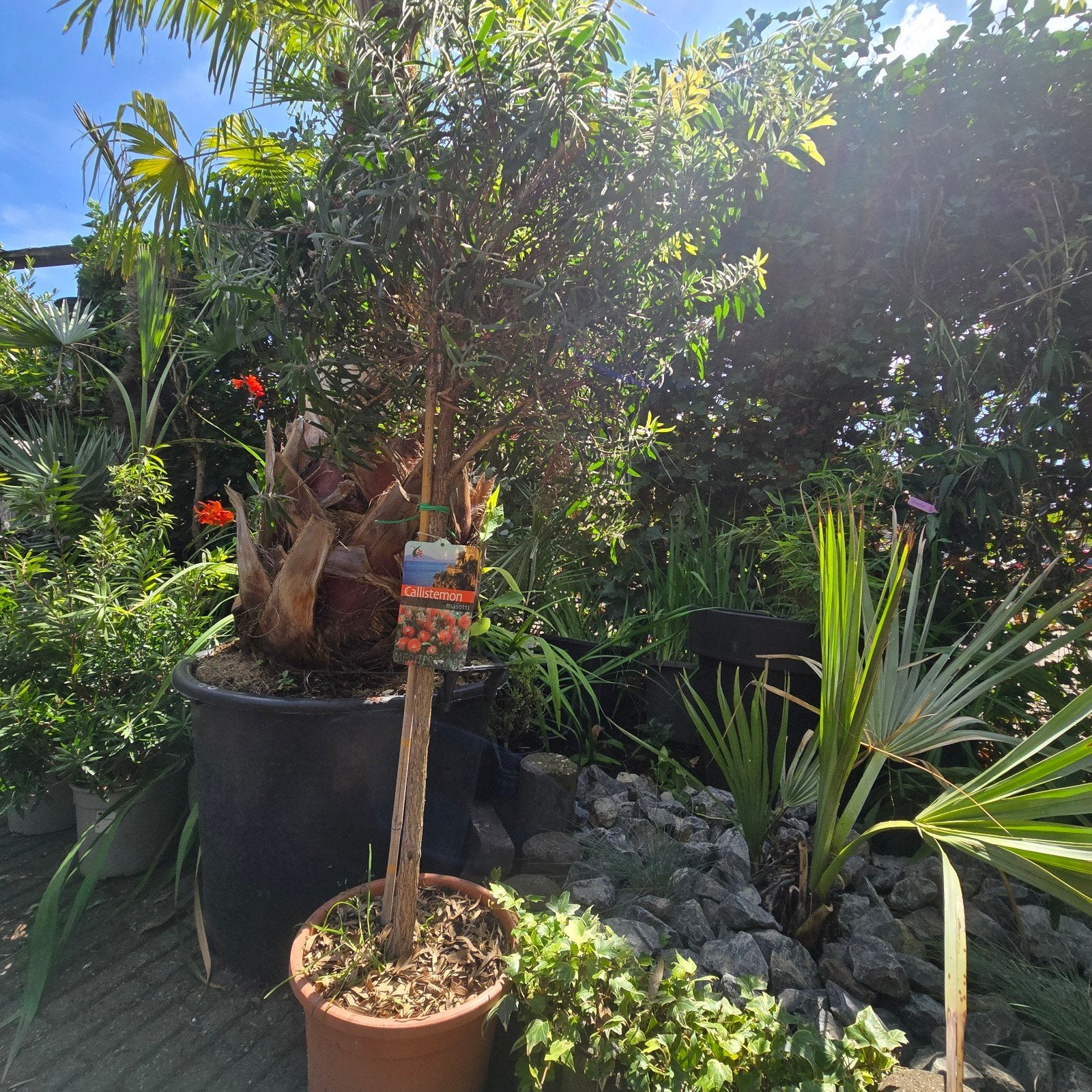 Callistemon 'Masotti' op stam  aanbieding €25
Mooie C, Tuin en Terras, Planten | Bomen, Overige soorten, 100 tot 250 cm, Zomer