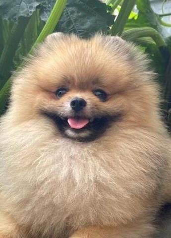 Pomeriaan / pomeranian reu toy, 6 jaar of ouder, Keeshond, Reu, Parvo