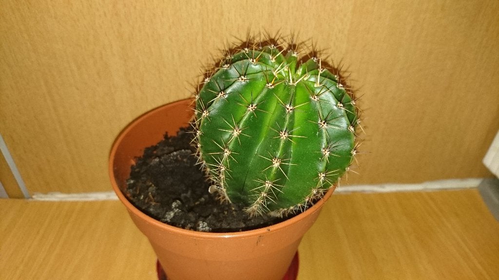 Cactus(sen), Ophalen of Verzenden, Cactus, Minder dan 100 cm, Bloeiende kamerplant