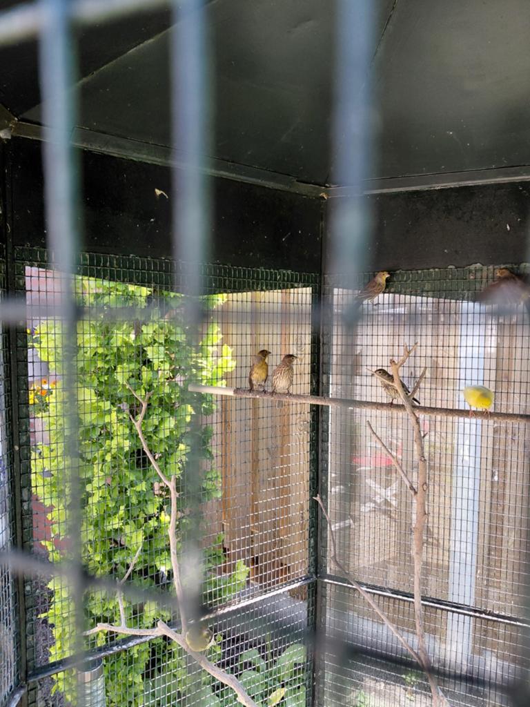 Mexicaanse roodmussen, Dieren en Toebehoren, Vogels | Overige Vogels, Meerdere dieren