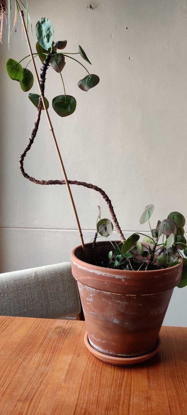 Pannenkoekenplant in terracotta pot - 115 cm hoog!, Vaste plant, Bloeit niet, Halfschaduw, Ophalen