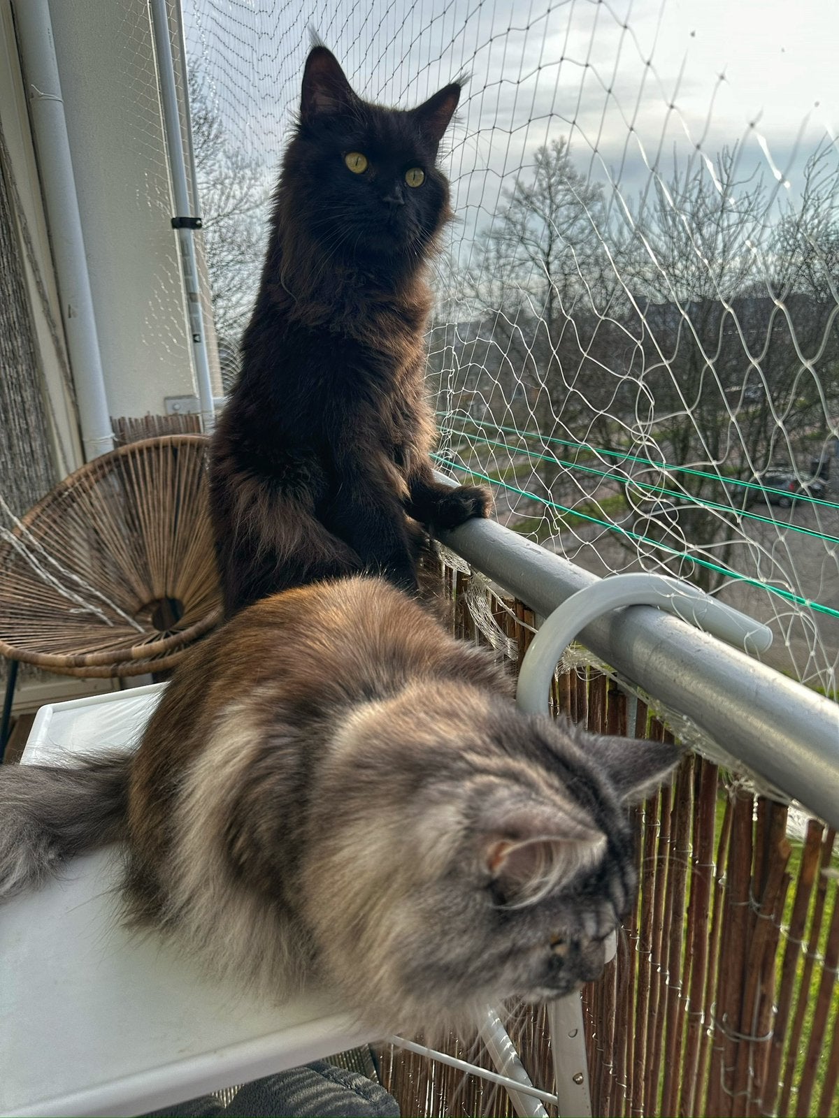 Twee maine coon herplaatsers, Dieren en Toebehoren, Meerdere dieren, Gechipt, 3 tot 5 jaar