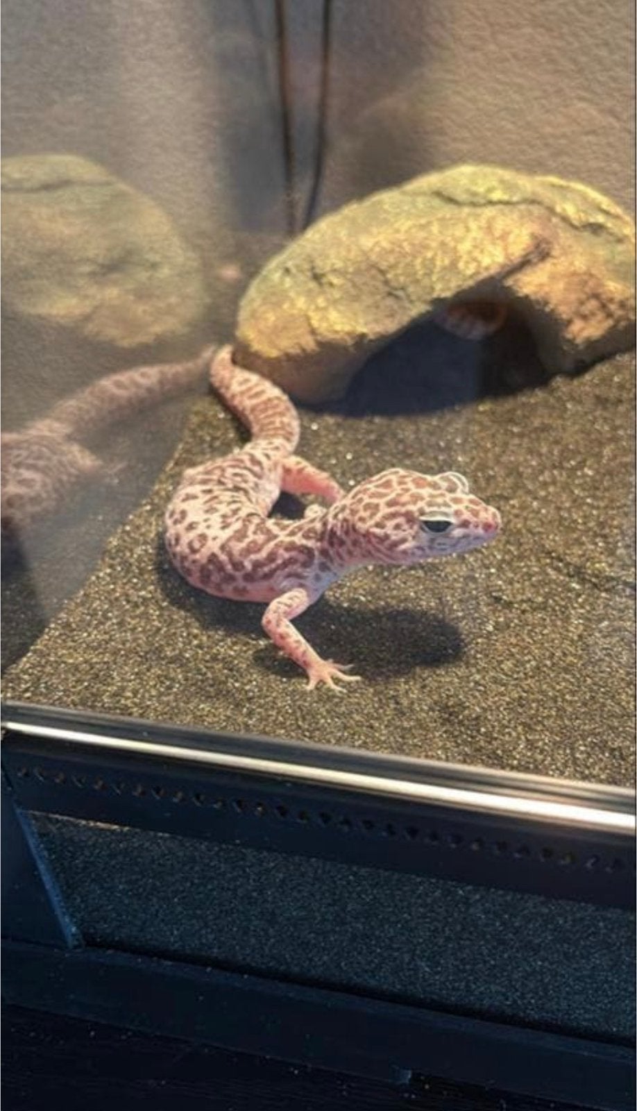 2x Luipaard gekko incl terrarium