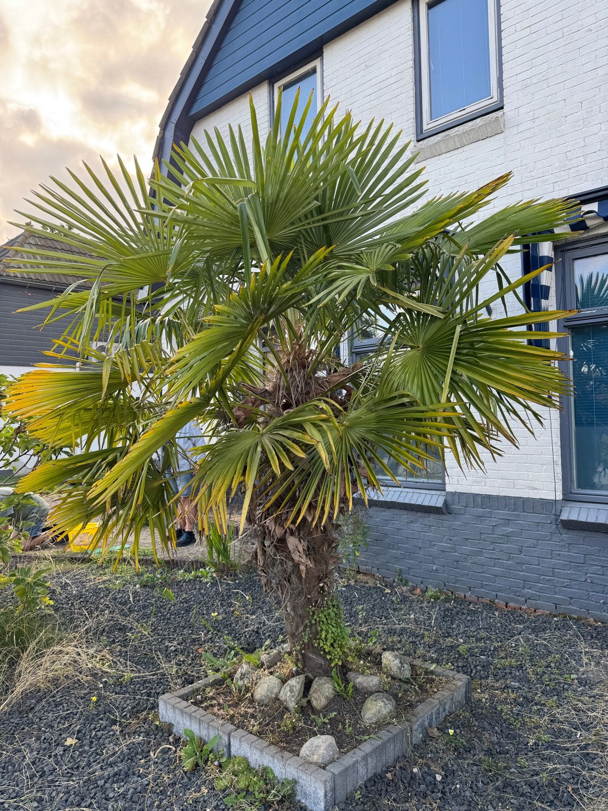 Grote Chinese Waaierpalm - Zelf uitgraven, Volle zon, Vaste plant, Bloeit niet, Ophalen