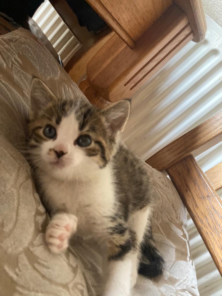 Lieve kittens, Dieren en Toebehoren, Katten en Kittens | Overige Katten, Kater