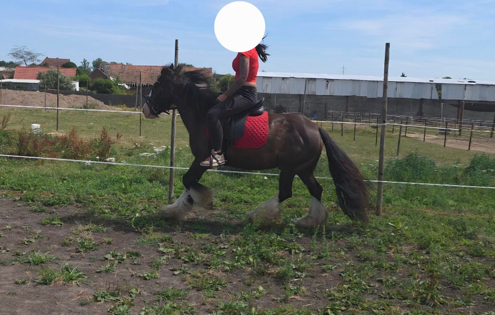 Lieve knappe familie tinker, Merrie