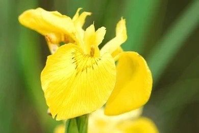 Gele Lis, voor in een plantenfilter,  GRATIS, Ophalen