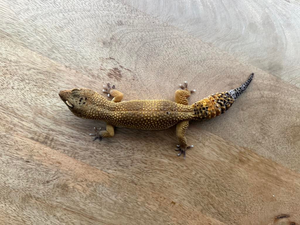 Luipaardgekko, Hagedis, Tam, 7 tot 10 jaar