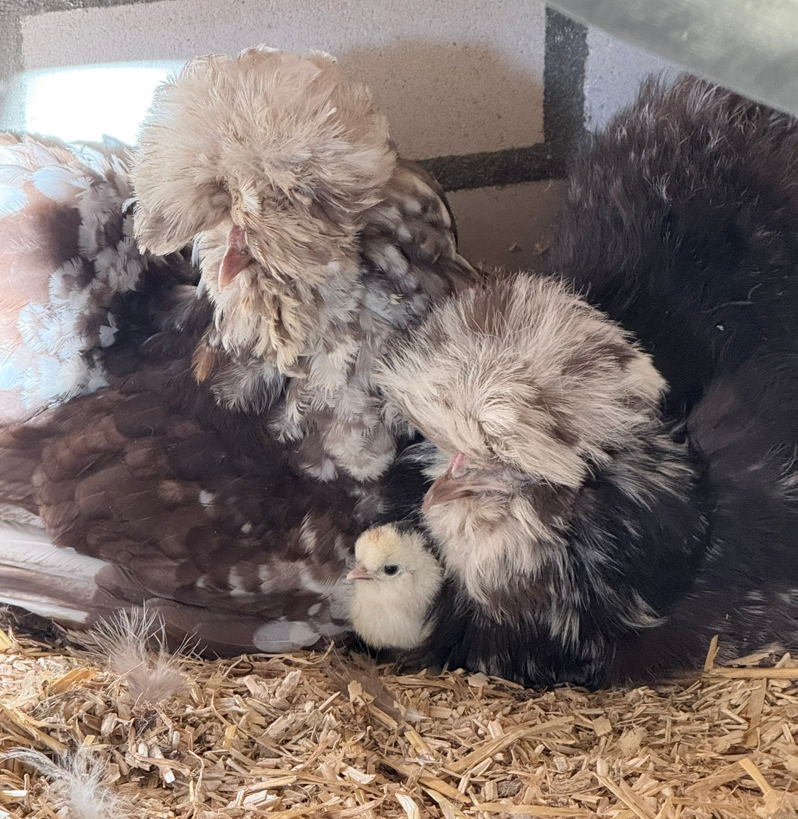 Usa zijdehoen broedeieren mottled, Geslacht onbekend, Kip