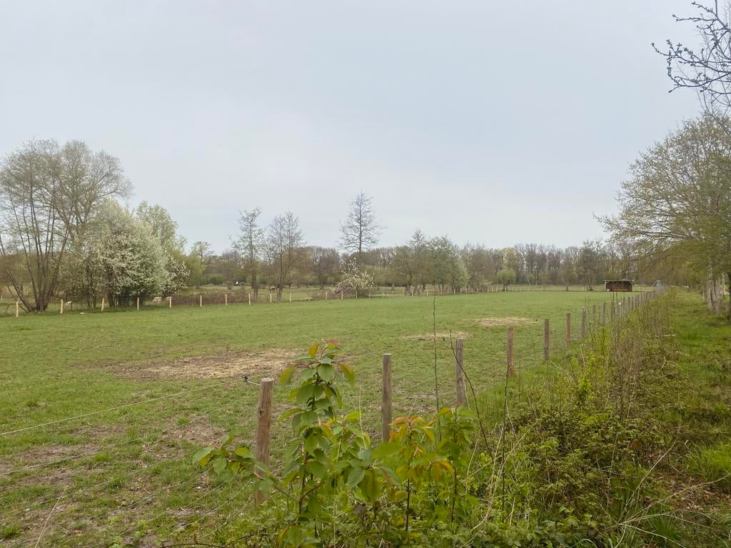 Weidegang 3 paarden, biologisch perceel, weide + stalling, Dieren en Toebehoren, Weidegang, 2 of 3 paarden of pony's