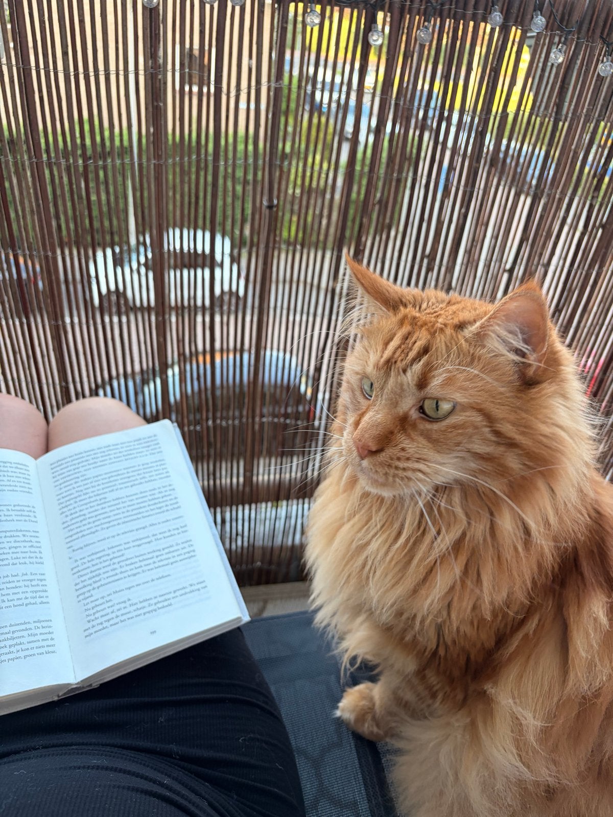 Nieuw huisje gezocht voor zara, Dieren en Toebehoren, Kater, Met stamboom, 3 tot 5 jaar