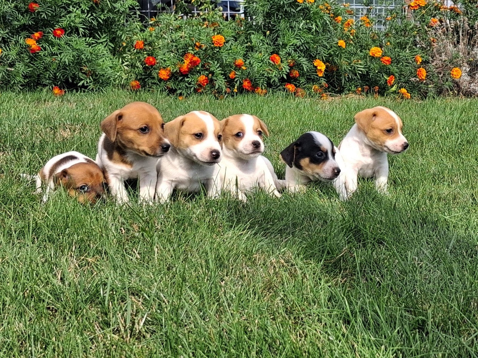 mooie laagbenige, kortharige, ras zuivere jackrusselpups, Dieren en Toebehoren, Jack Russell Terriër, CDV (hondenziekte), 8 tot 15 weken