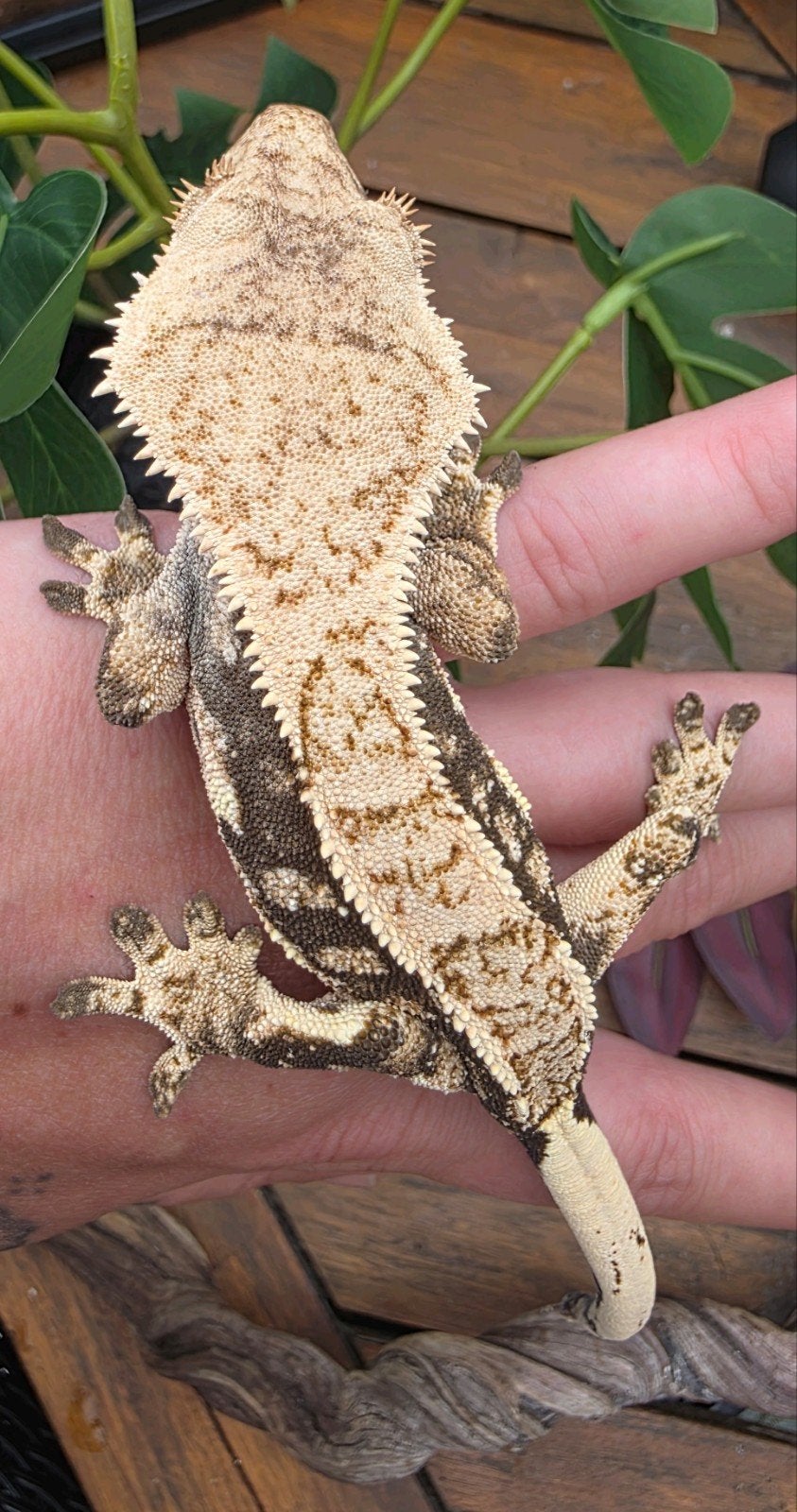 Wimpergekko- crested gecko -Correlophus ciliatus, Dieren en Toebehoren, Hagedis, Tam, 0 tot 2 jaar