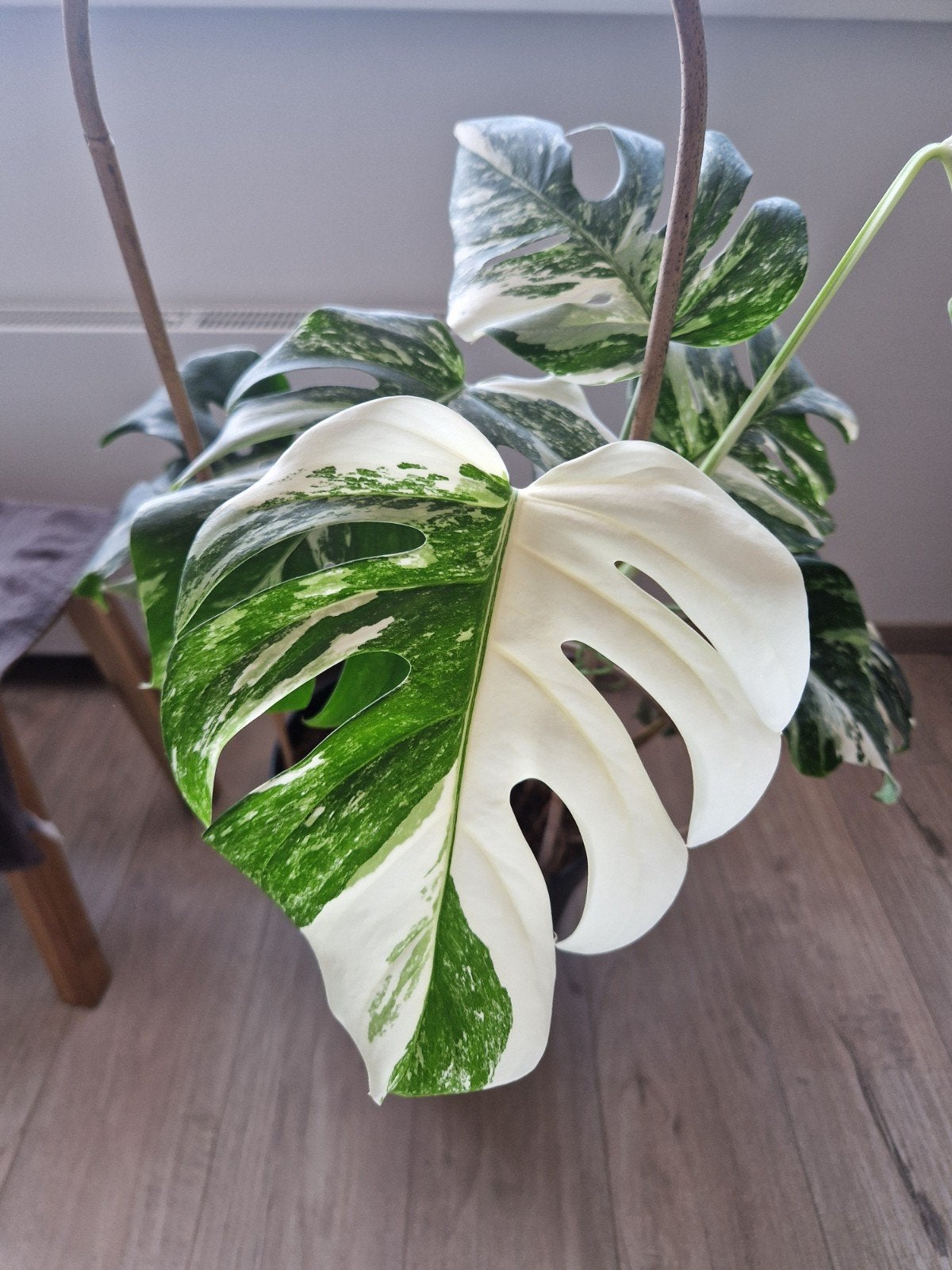 Monstera Deliciosa Albo Variegata kopstek 4 bladeren, Ophalen of Verzenden, Halfschaduw, Minder dan 100 cm