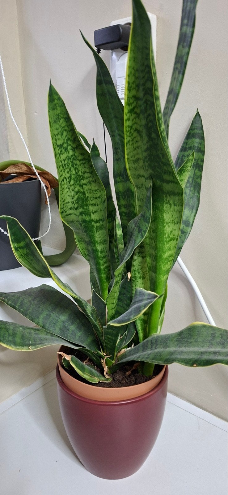 5 Sanseveria's, Huis en Inrichting, Kamerplanten, Ophalen, Halfschaduw, Minder dan 100 cm
