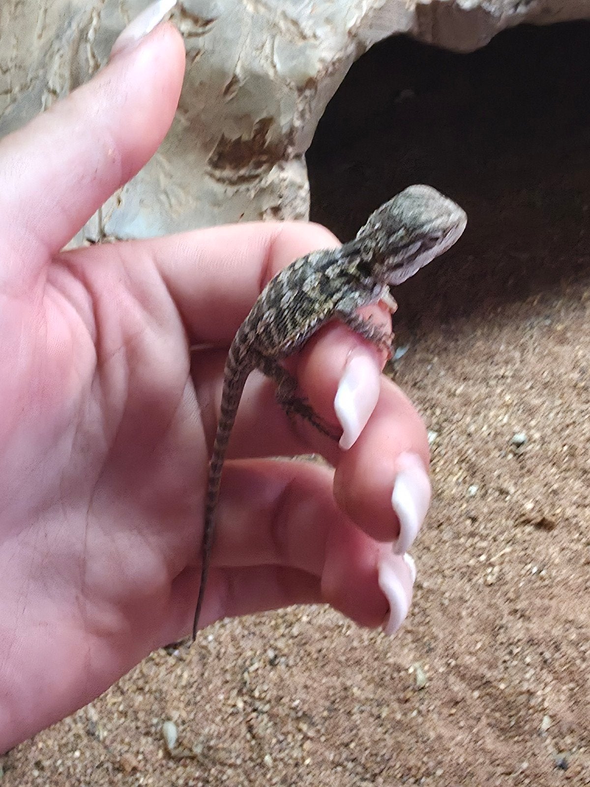 baardagaam jonkie.s te koop Bearded Dragon photo 4