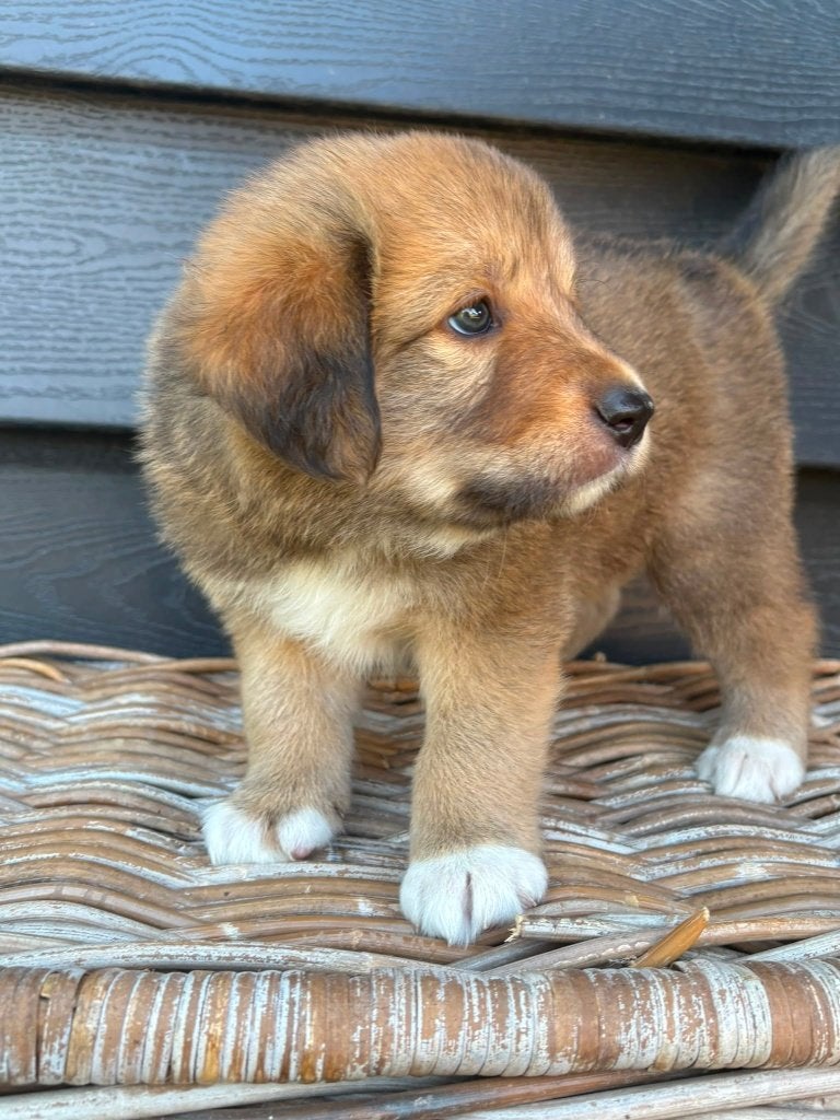 puppy's australian shepherd x toller, Overige rassen, 8 tot 15 weken, Parvo, Meerdere dieren