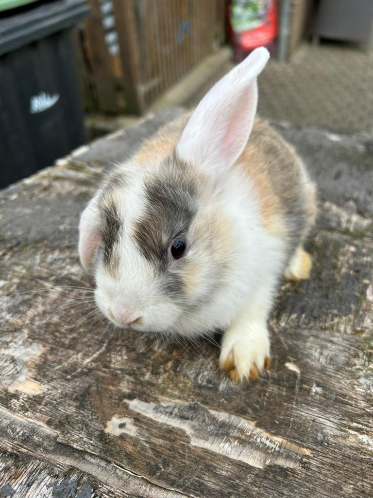 Jonge dwerghangoortjes, Dieren en Toebehoren, Konijnen, Dwerg, Meerdere dieren, 0 tot 2 jaar, Hangoor