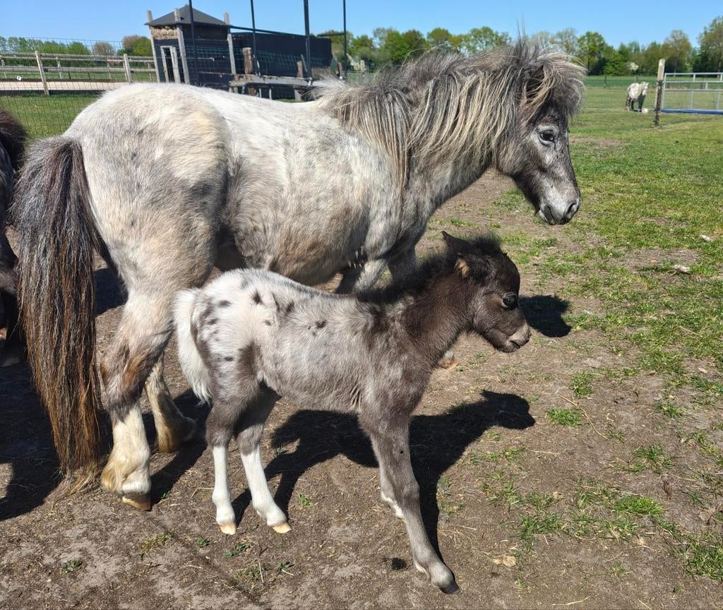 Shetland merrie met merrie veulen shetlander nmps, Dieren en Toebehoren, Merrie, Onbeleerd, Gechipt, 3 tot 6 jaar