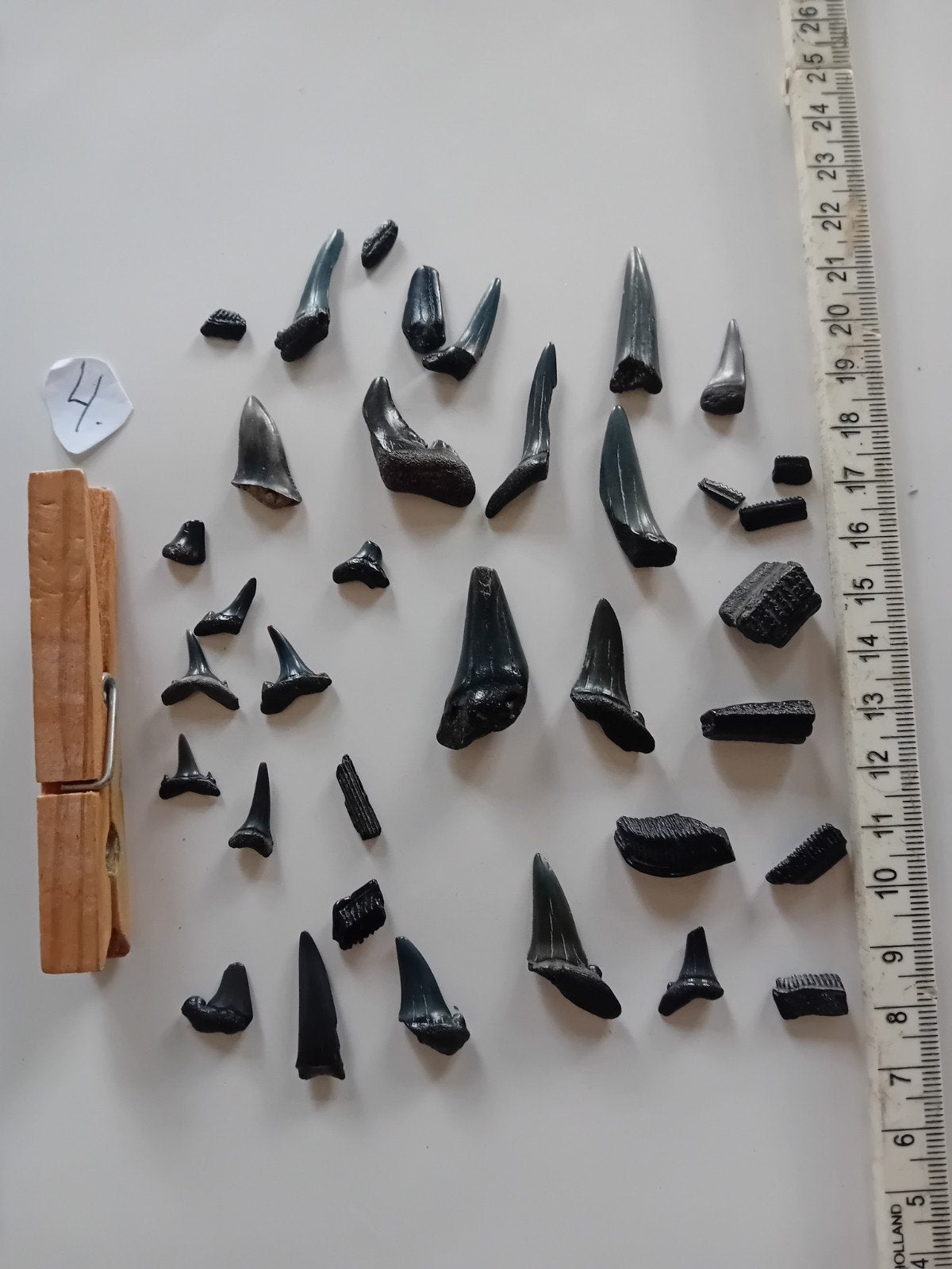 Haaientanden en fossielen uit de Noordzee - Zakje 4, Ophalen of Verzenden, Fossiel