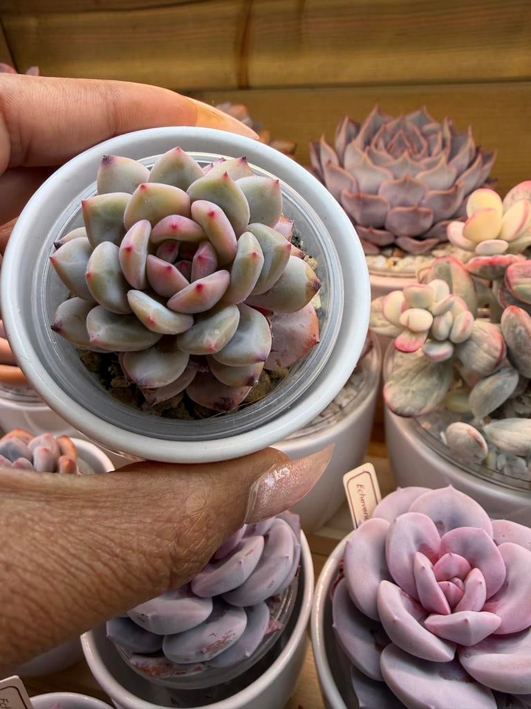 Echeveria Jade Lotus - Prachtige Vetplant, Ophalen of Verzenden, Halfschaduw, Minder dan 100 cm