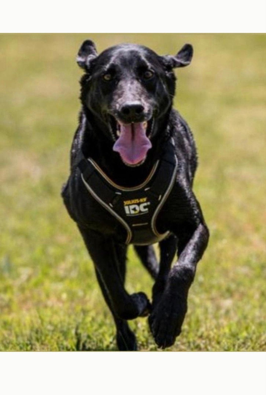 Julius-K9 IDC Longwalk Powertuigje - Maat XL - Zwart/Geel, Julius-K9, Ophalen of Verzenden, Nieuw, Hondentuig