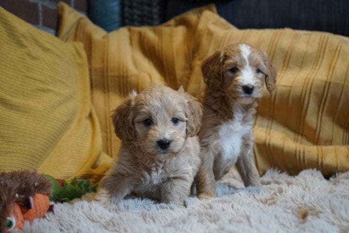 Mooie medium boomer pups, kruising labradoodle., Nederland, Parvo, Overige rassen, 8 tot 15 weken