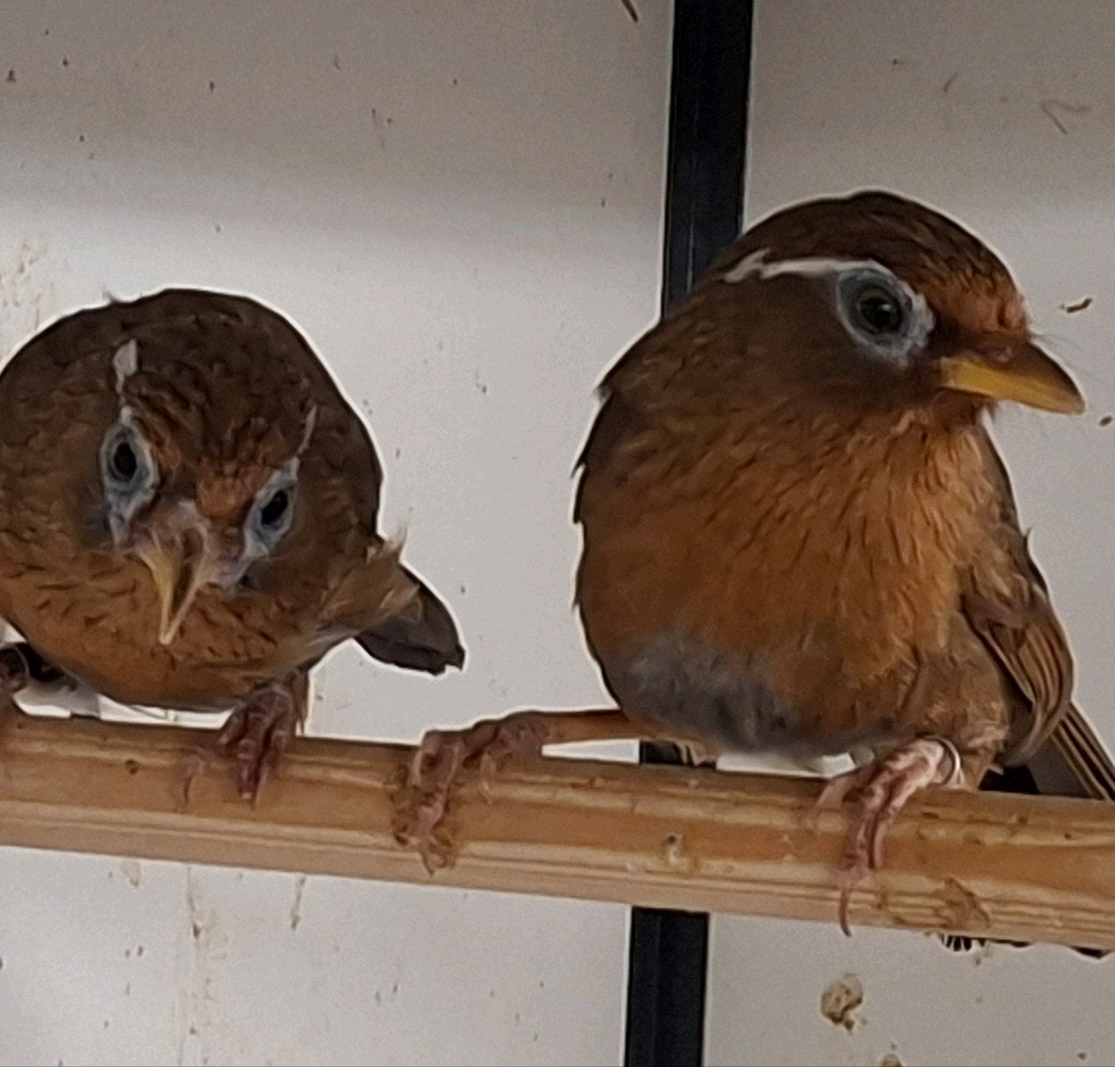 kweekkoppel Chinese spotlijsters, Meerdere dieren, Geringd