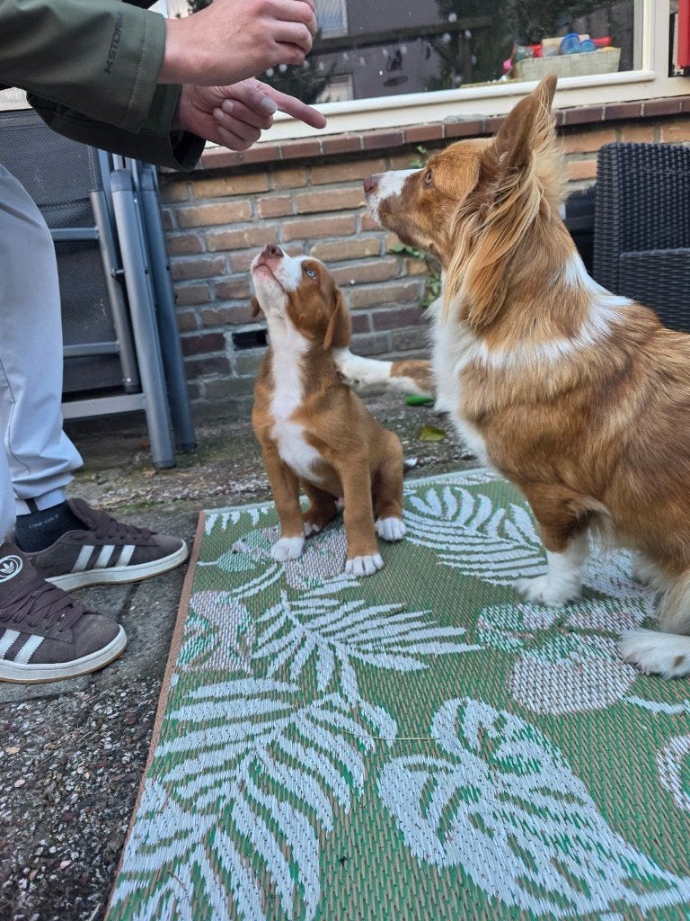 Entlebucher Sennenhond pup (kruising), Sheepdog, Reu, 8 tot 15 weken, Eén hond
