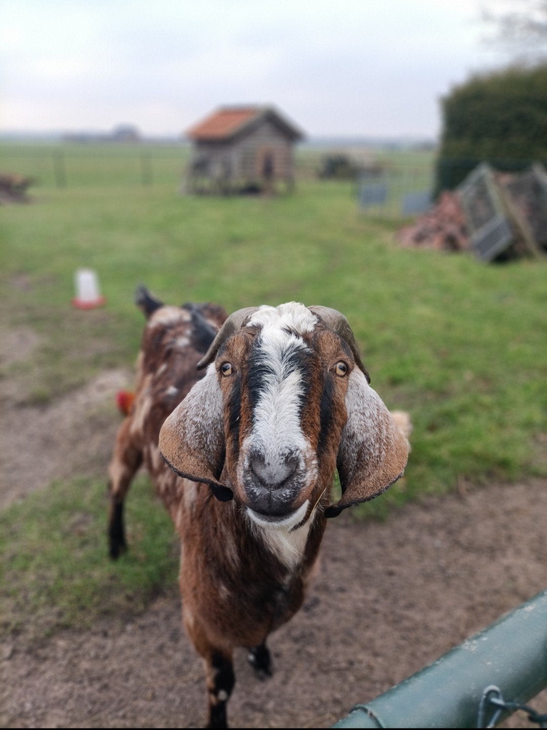 Nubische geit zoekt nieuw thuis