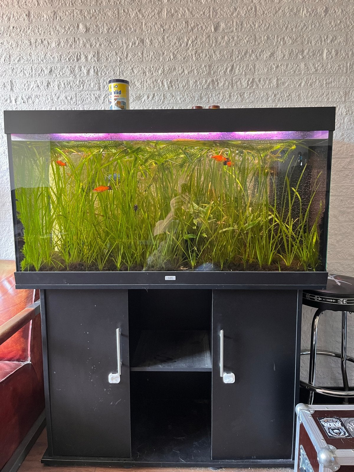 Gratis Jewel 300L, Ophalen, Gebruikt, Gevuld zoetwateraquarium, Inclusief vissen