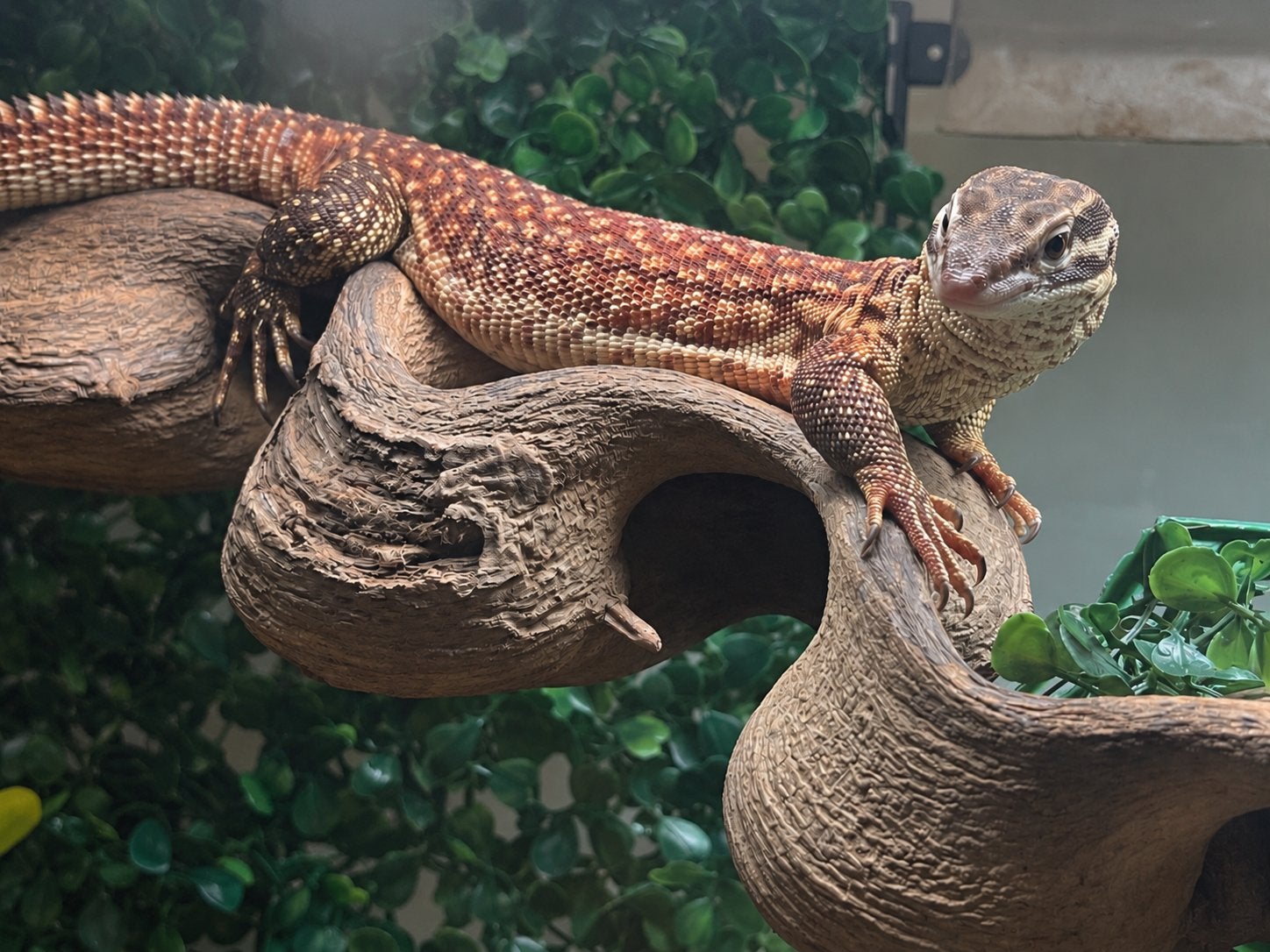 Red Ackie Monitor Male – 2 Years Old Monitor Lizard photo 2
