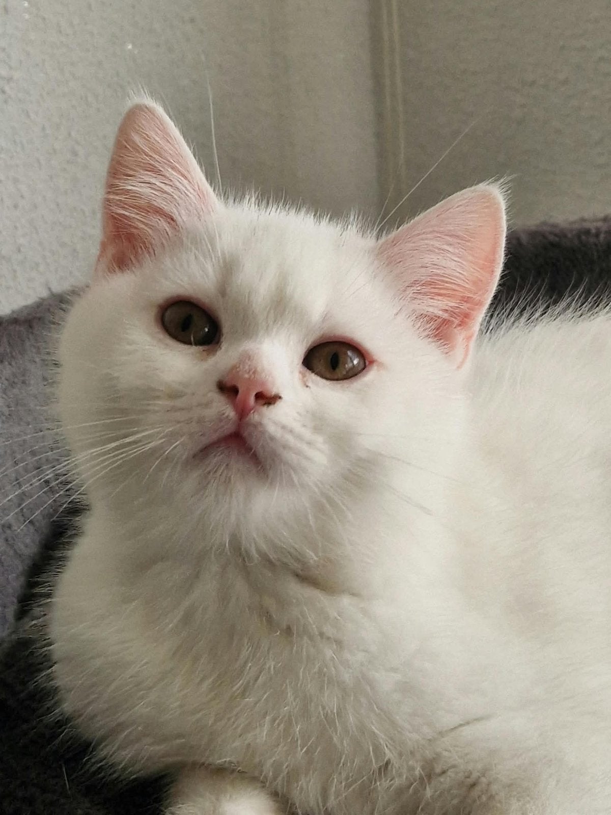 Britse korthaar kittens, Dieren en Toebehoren, Meerdere dieren, Kortharig, 0 tot 2 jaar