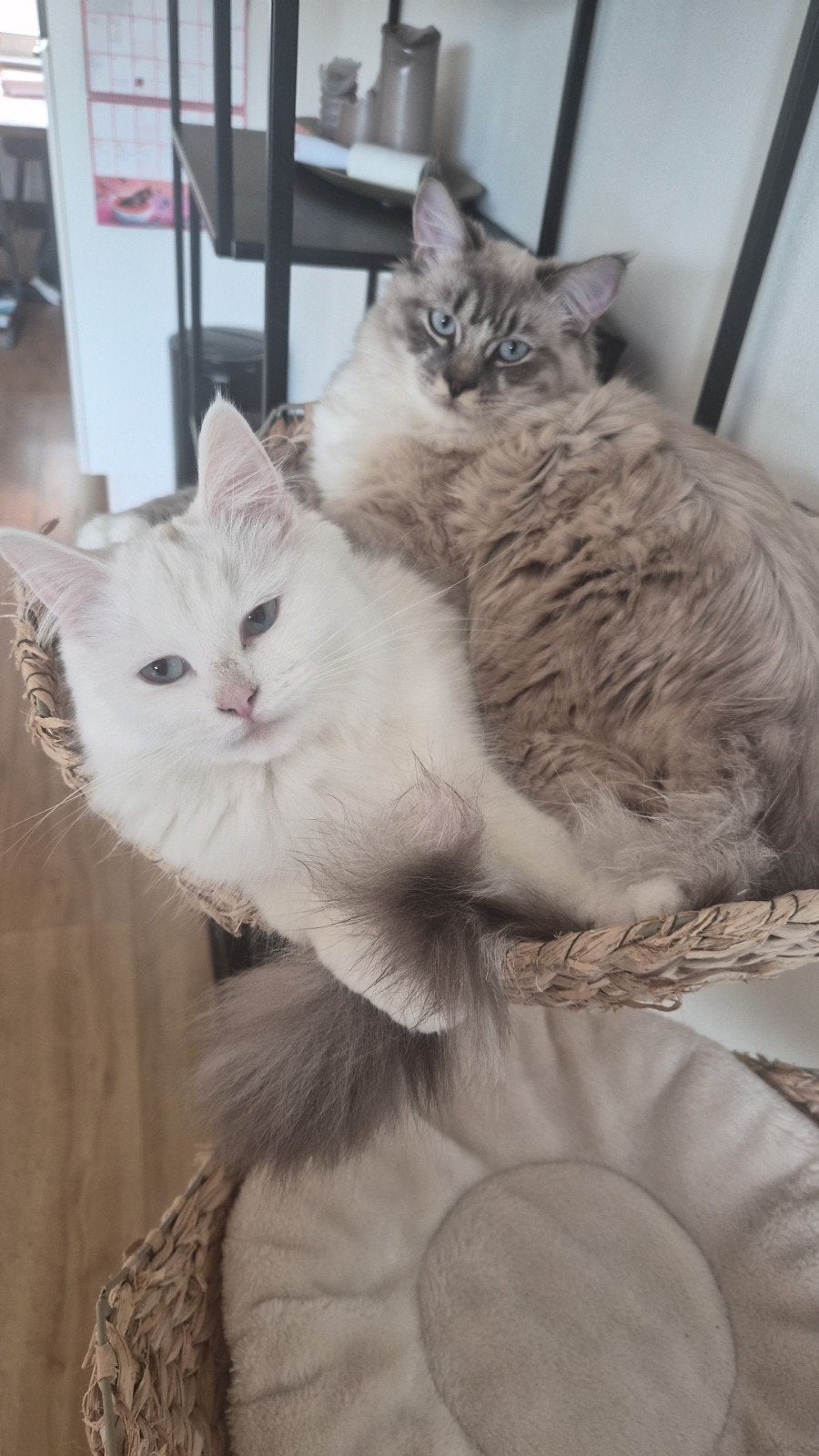 2 fantastische ragdolls, Dieren en Toebehoren, Katten en Kittens | Raskatten | Langhaar