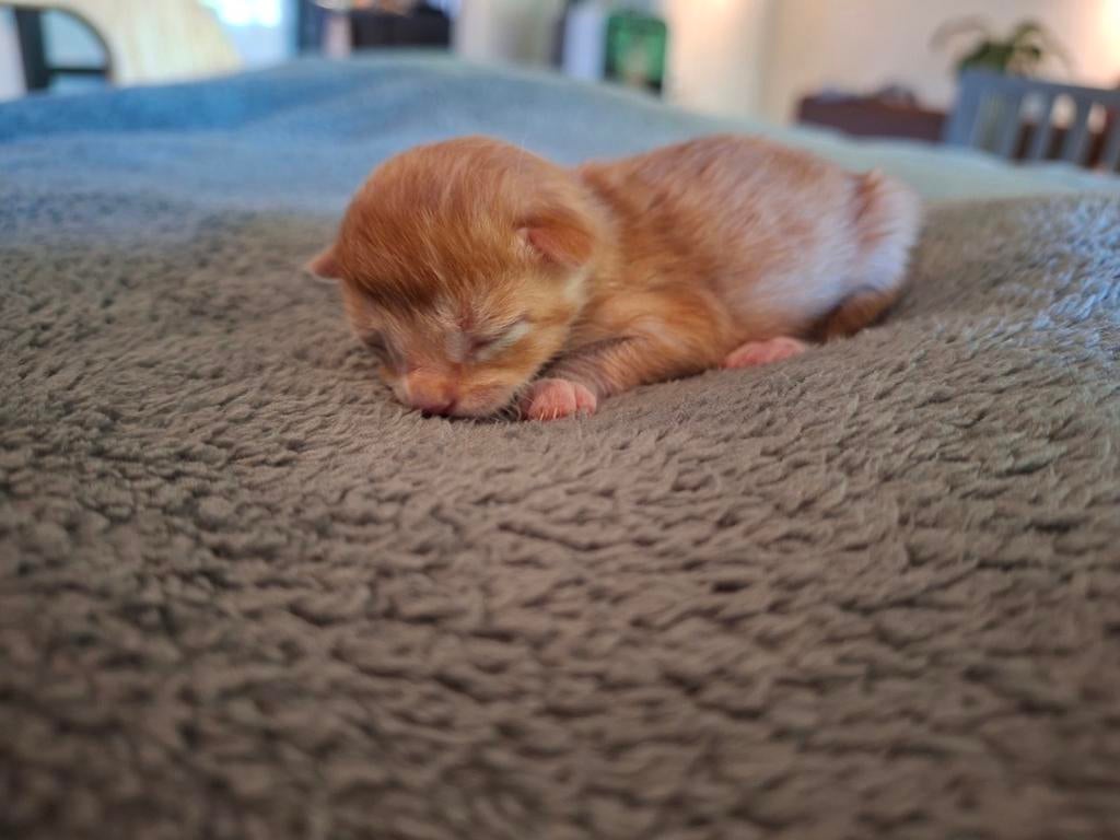 4 lieve kittens, Dieren en Toebehoren, Meerdere dieren