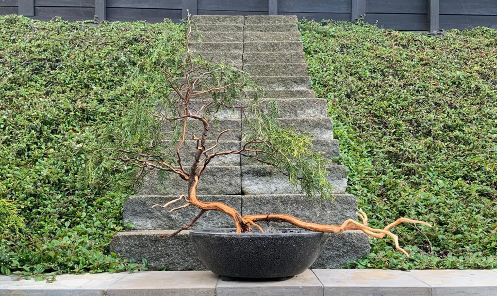 Bonsai juniperus, Ophalen of Verzenden, Kruiden, Halfschaduw