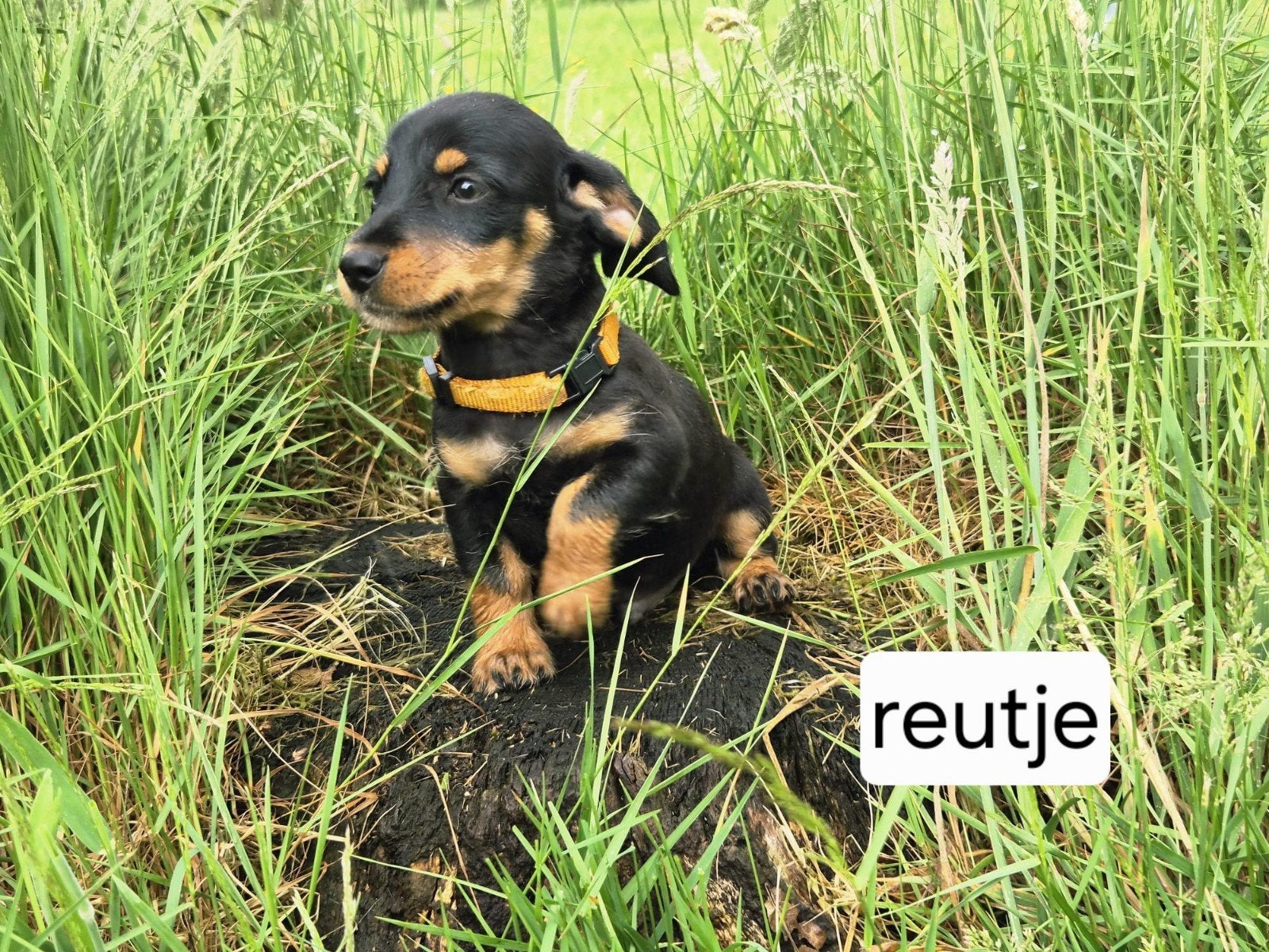 Prachtige black and tan dwerg teckel pup., Parvo, Reu, 8 tot 15 weken, Dwerg