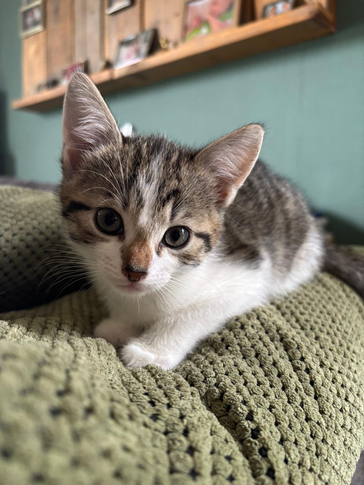 Lieve kittens mogen het nest verlaten., Dieren en Toebehoren, Katten en Kittens | Overige Katten, Meerdere dieren